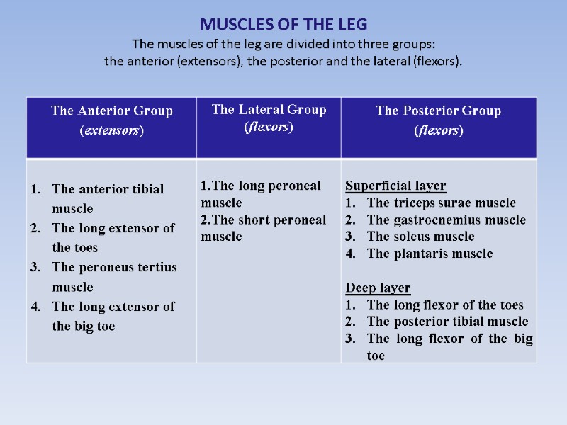 MUSCLES OF THE LEG The muscles of the leg are divided into three groups: